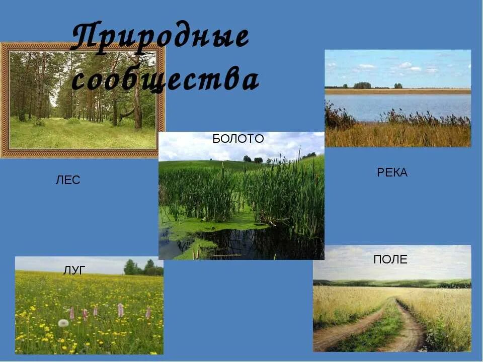 Природные сообщества родного края два три примера. Природные сообщества. Природное сообщество окружающий мир. Картины с изображением природных сообществ. Класс природные сообщества.