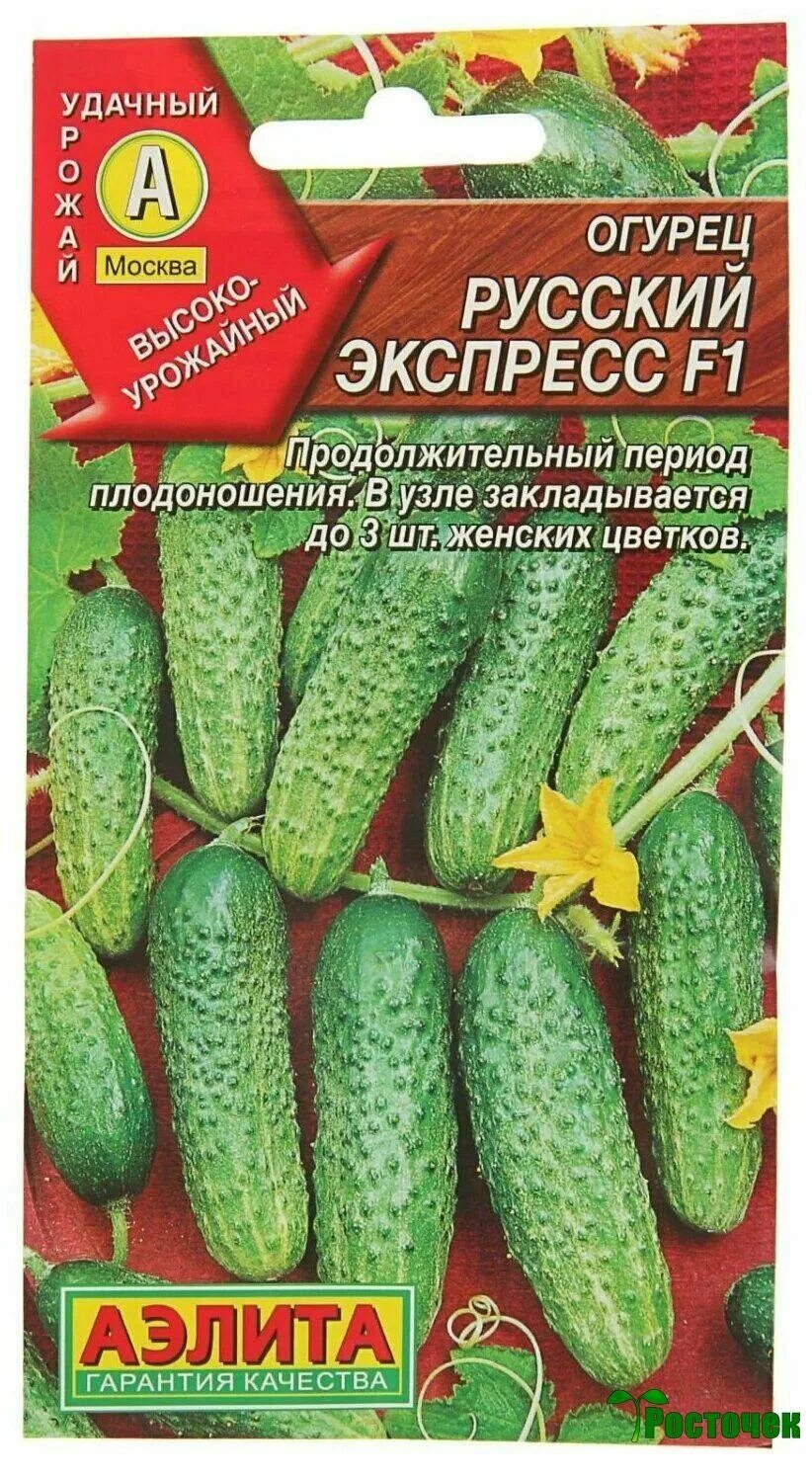 Огурец петербургский экспресс f1. Огурец кузя f1 описание. Огурец петербургский экспресс. Огурец уральский экспресс f1 уд. Петербургский экспресс огурец фото.