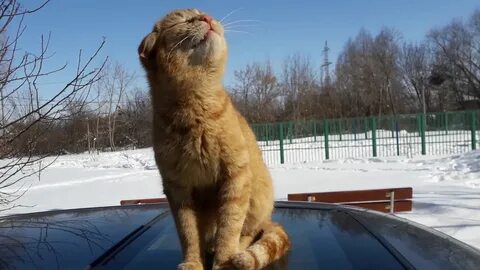 Мартовский кот ул марьинский