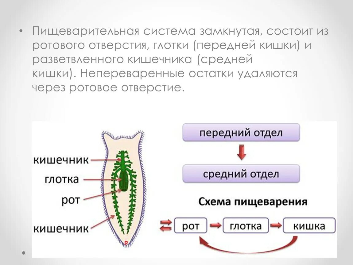 Слепо замкнутую пищеварительную систему имеют. Пищеварительная система органов плоских червей. Пищеварительная система плоского черв. Пищеварительной строения плоских червей. Тип плоские черви пищеварительная система строение.