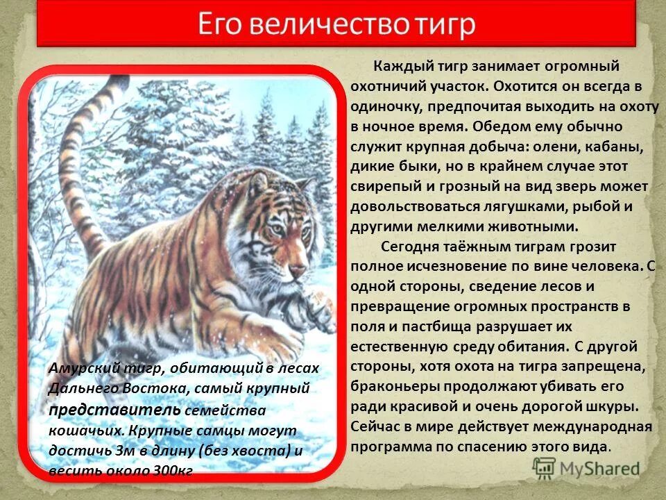 тигр на солнце. каждый тигр. белый тигр. 3 тигра. тигры в большереченском зоопарке омска.