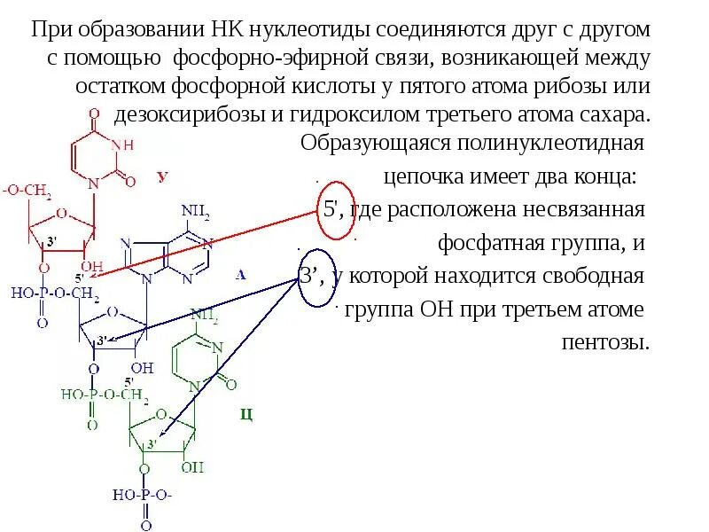 Соединение нуклеотидов в днк. Строение полимерных цепей днк. Связи между нуклеотидами. Соединение между нуклеотидами. Образование связей между нуклеотидами.