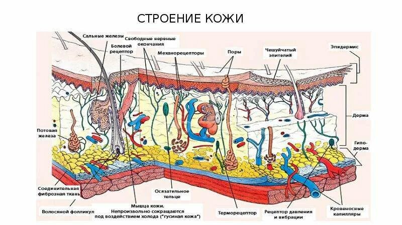 Кожный Покров млекопитающих схема. Кожный Покров строение кожи анатомия животных. Строение кожи анатомия Ветеринария. Строение кожного Покрова млекопитающих схема. Каково строение кожи млекопитающих