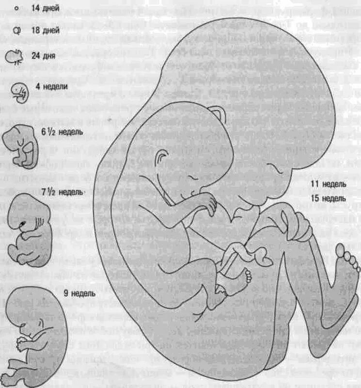 Течение беременности у человека месяцы. Когда начинает биться сердечко у эмбриона. Бьется сердечко у эмбриона. Схема зародыша человека в утробе.