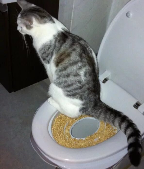 Кот писал стоя. Кот какает стоя. Кот мимо лотка. Кот какает. Кот какает.