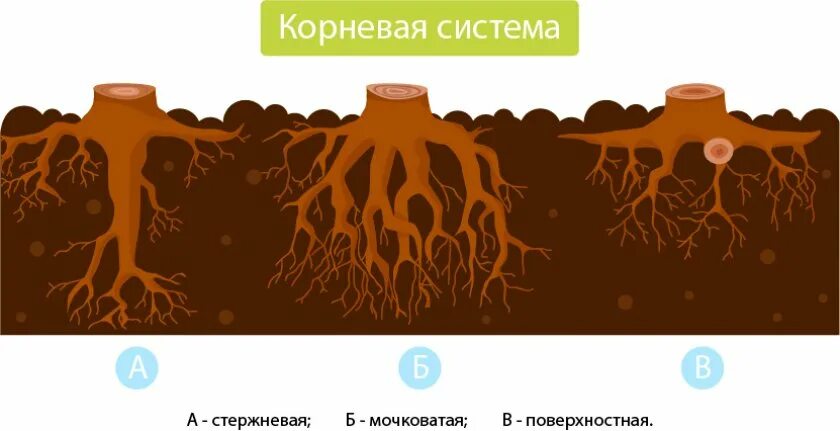 Корневая система хвойных. Стержневая корневая система сосны. Тип корневой системы сосны обыкновенной. Ель обыкновенная корневая система. Типы корневых систем деревьев.