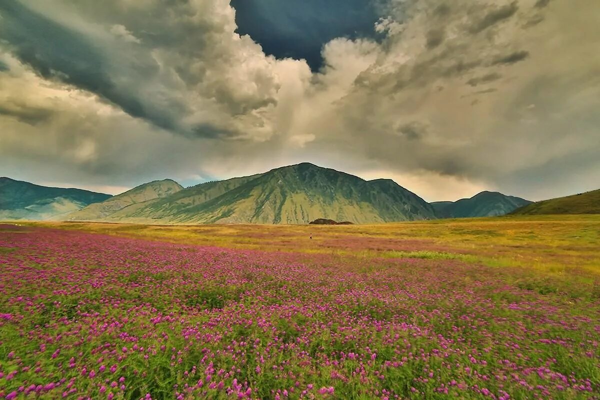 Природа горного Алтая. Луга Алтайского края. Прекрасные Луга Алтая. Алтайский край красоты природы. Зеленый луг алтайский край