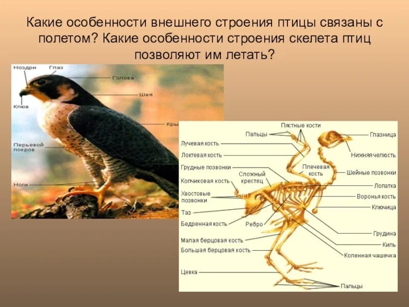 Внутреннее строение птиц в связи с полетом. Отделы тела птиц 7 класс биология. Особиности строения " птиц". Внешнее строение птиц. Особенности внешнего строения птиц.