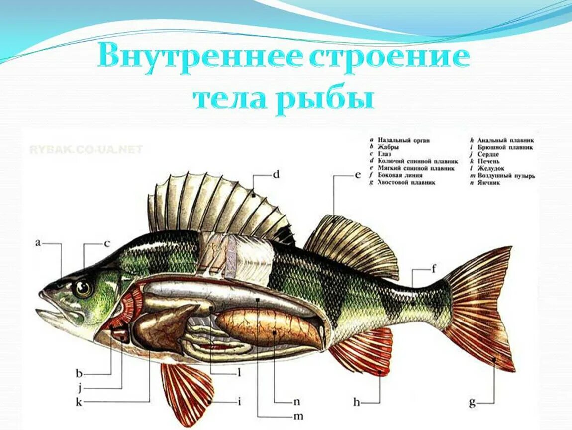 Рыбы (биология). Строение рыбы. Строение органов рыбы. Строение тела рыбы. Внутреннее строение карася