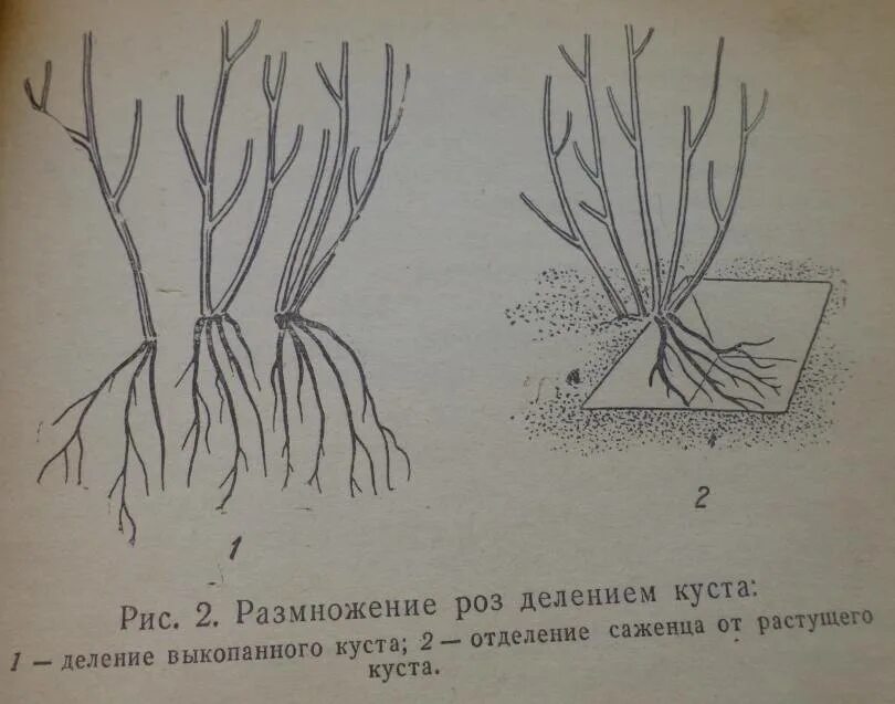 Можно ли делить кусты. Размножение лаванды отводками. Деление куста гортензии метельчатой осенью. Отводки плетистой розы.