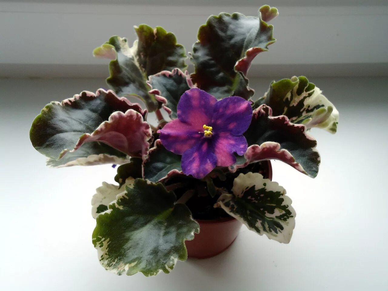 фиалка звездочет. сенполия ват-звездочет. фиалка звездочет морев. сорт фиалки звездочет. сенполия звездочет.