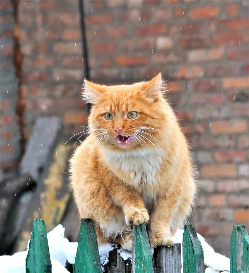 Марты кот. Кошки в марте. Марты кот. Мартовская кошка. Мартовский кот.