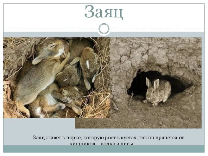 Как зимует заяц. Заяц живет. Где живет заяц. Нора зайца. Ямка зайца.