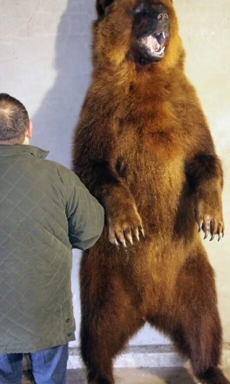 Медведь в полный рост. Чучело медведя. Медведь во весь рост. Чучело медведя в полный рост.