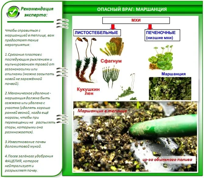 Зеленеет земля что делать. В теплице мох на земле. Маршанция мох. Мох почвенный маршанция. Как избавиться от мха в теплице.