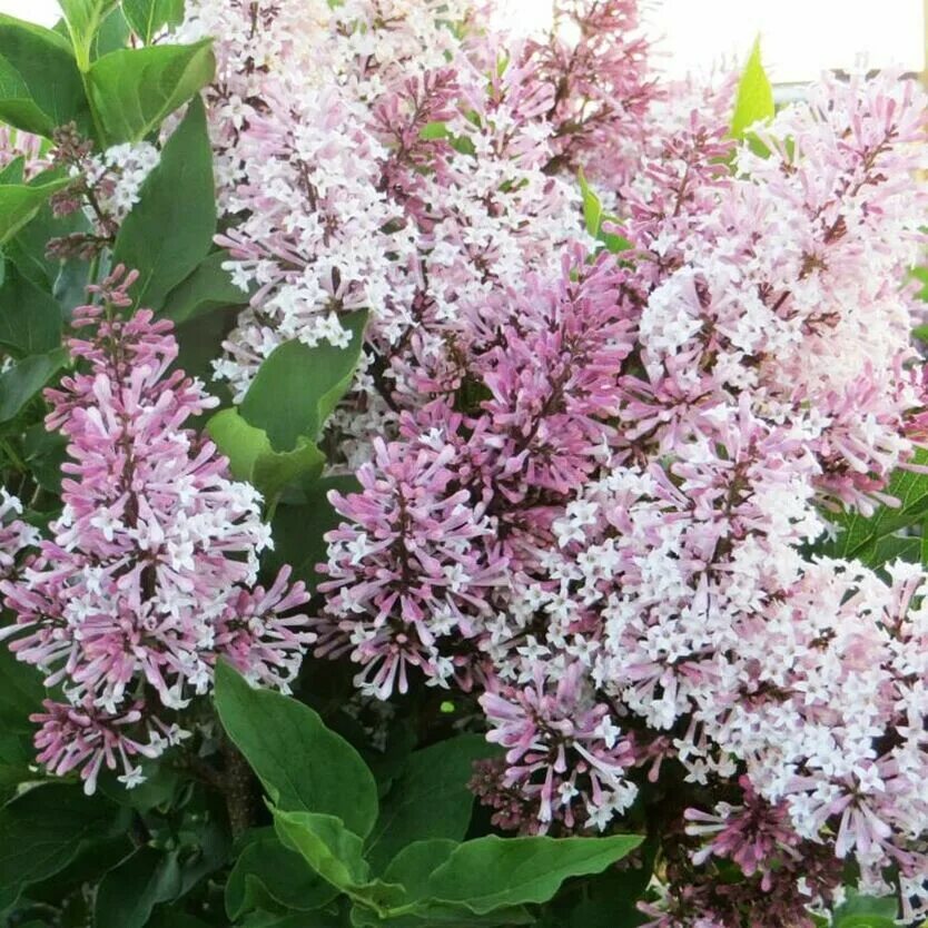 Сирень Miss Kim Syringa. Сирень раскидистая (Syringa patula) Miss Kim. Syringa patula 'Miss Kim'. Сирень мисс