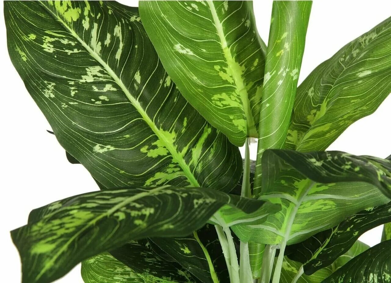 Диффенбахия seguine. Сорт диффенбахии 7. Диффенбахия seguine. Сорт диффенбахии 7. Сорт диффенбахии 7.