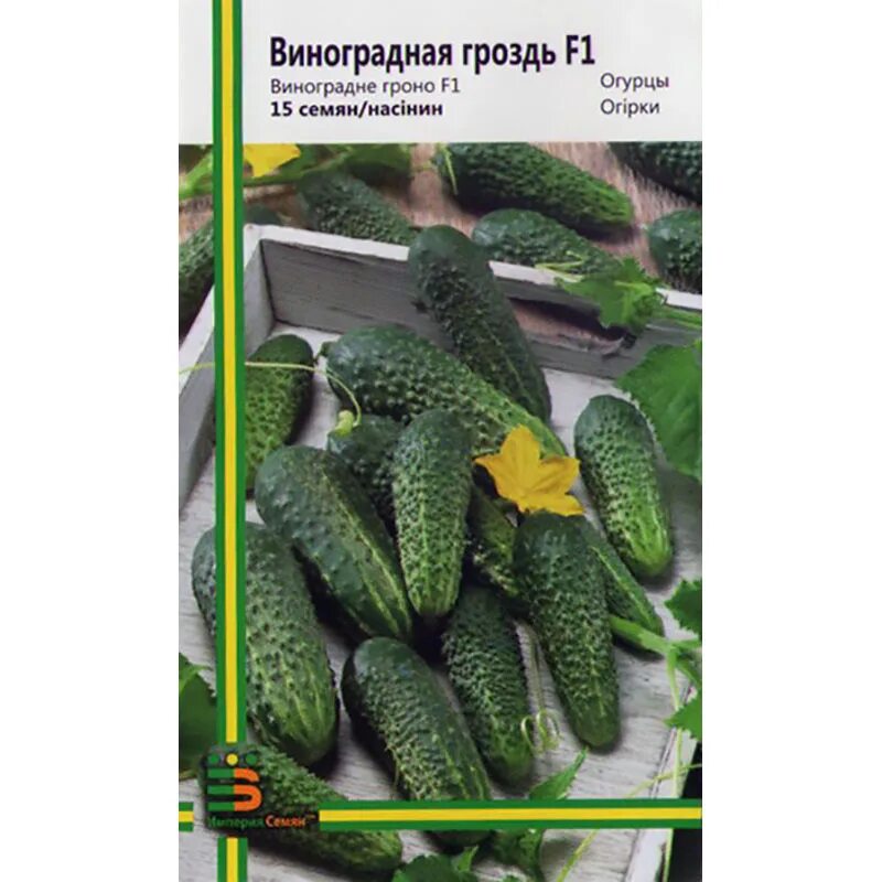 уральский дачник огурец рмт f1. огурцы с пучковой завязью сорта. теплица с огурцами. огурец лакомка f1 (а). огурцы кисточкой.