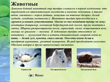 Как растения приспособились к жизни в тундре