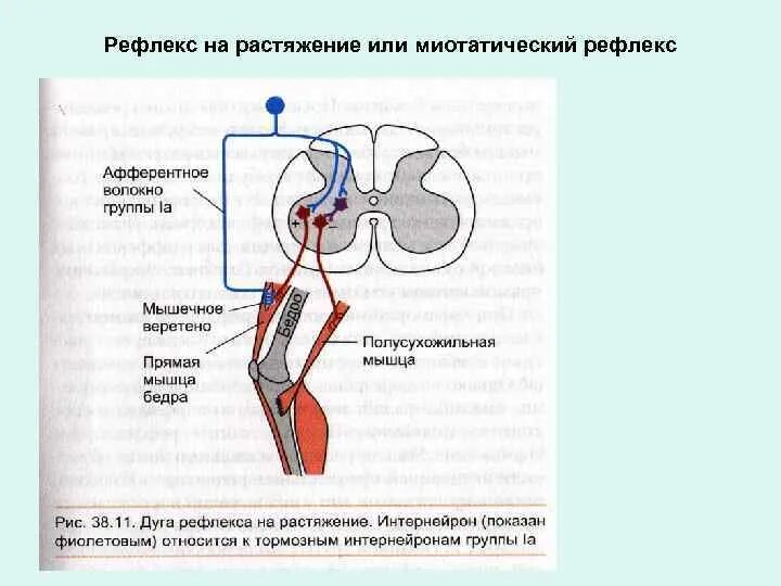 Рефлексы мышц