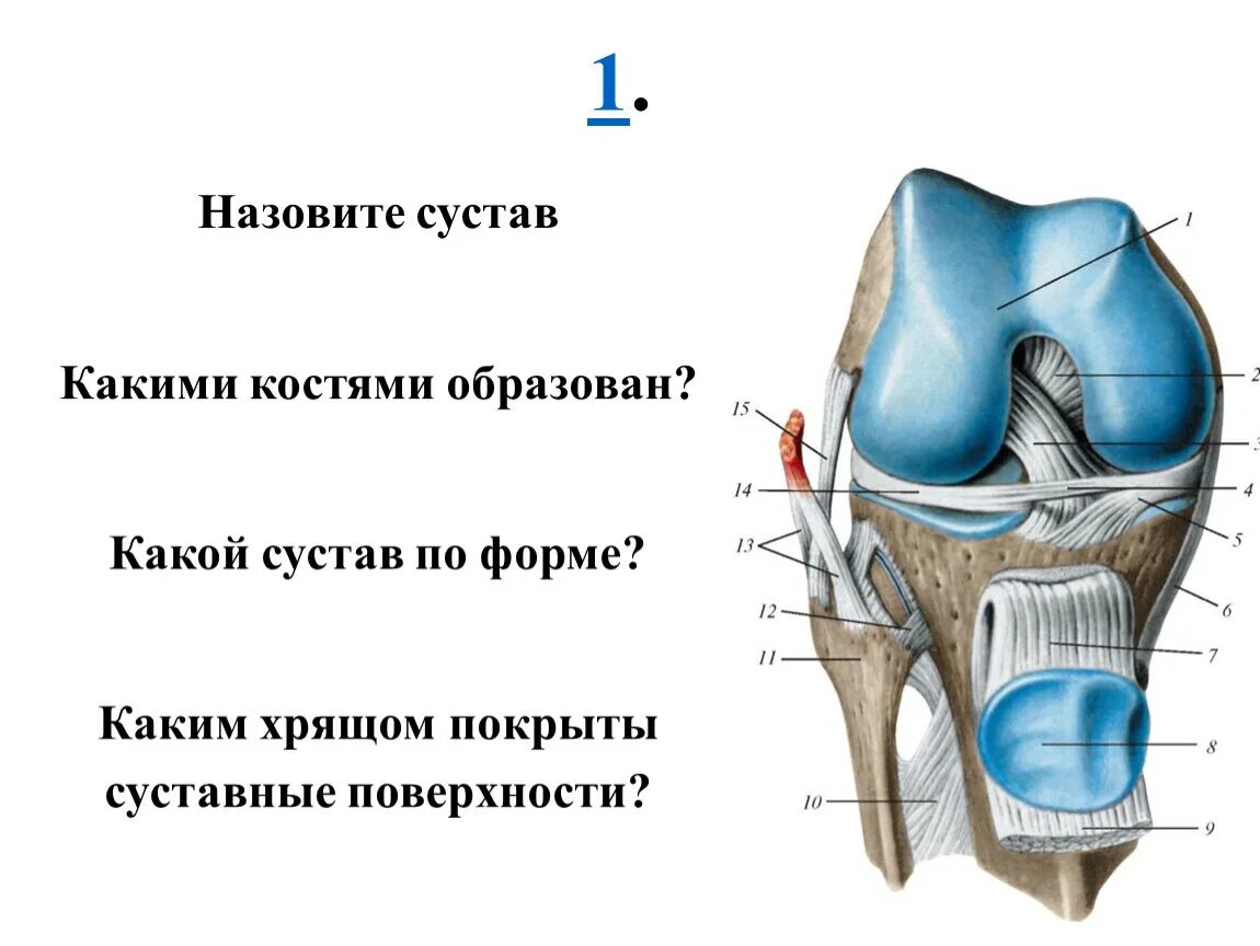 Чем покрыты суставные поверхности костей. Кости образующие сустав. Какие кости образуют сустав. Суставы образованные тремя костями называются. Сустав третьего образован.