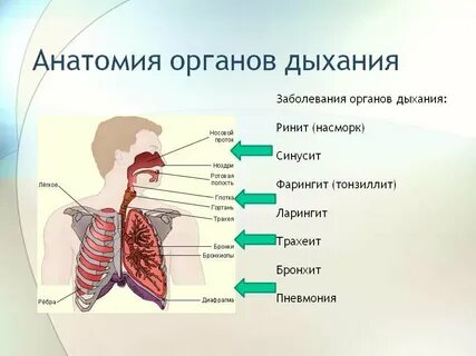 Лечение органов дыхательной системы