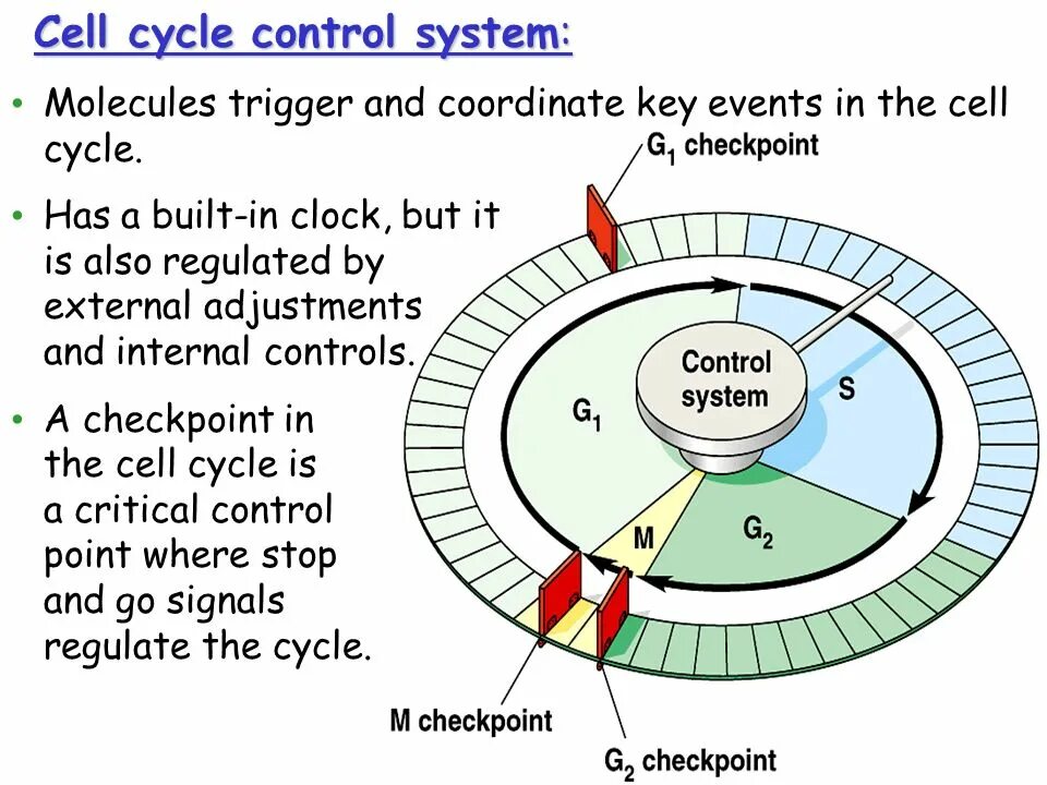 Системы Cell Division Cycle. Аберрантный клеточный цикл. Cell Cycle Checkpoints scheme. Cell Cycle real.