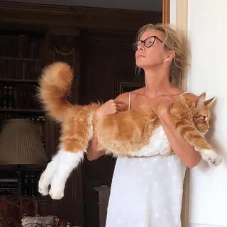 Ник коте