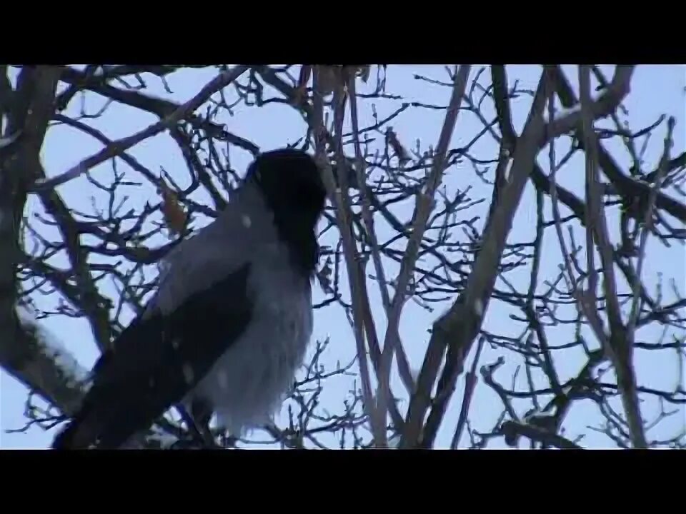 Ворона каркает на дереве. Кот с вороной на дереве Липецк. Кот с вороной на дереве. Ворона на дереве как чирлидир.