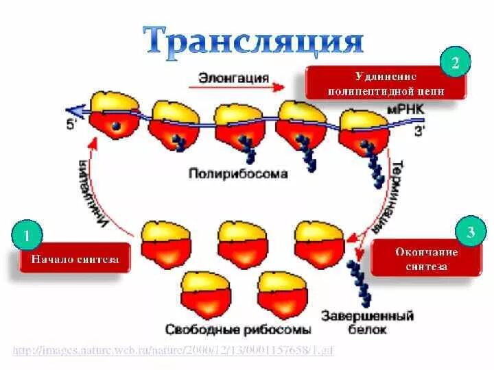 Трансляция осуществляется в ядре. Сборка полипептидной цепи. механизм синтеза полипептидной цепи. синтез белка на рибосомах. трансляция в ядре.