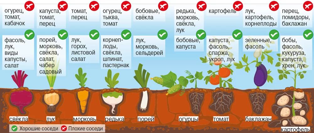 Когда нужно садить