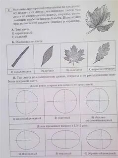 Лист смородины тип листа