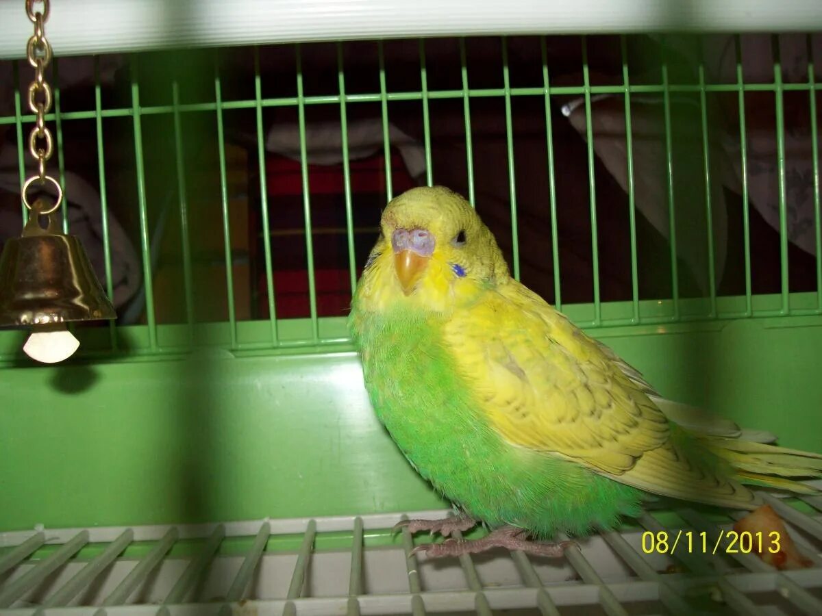 Беременная самка волнистого попугая. Беременные попугаи волнистые. Беременность попугая волнистого. Беременные попугаи волнистые. Как выглядит беременный попугай.