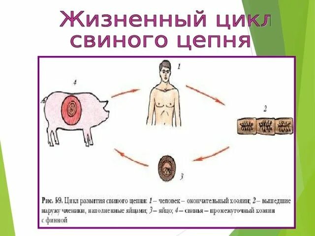 Промежуточный и основной хозяин человек. Свиной цепень жизненный цикл промежуточный хозяин. Промежуточный хозяин свиного цепня. Свиной цепень основной хозяин промежуточный хозяин. Промежуточным хозяином свиного цепня является.