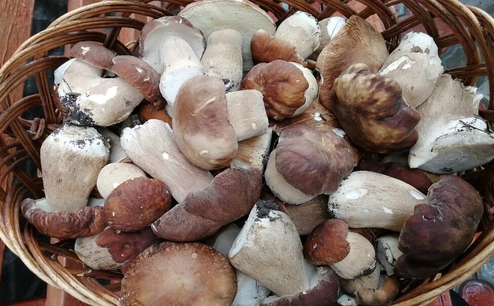 Пакет с продуктами. Корзина с боровиками. Отдам даром петрозаводск. Жареные белые грибы с луком. Съедобные грибы в липецке.