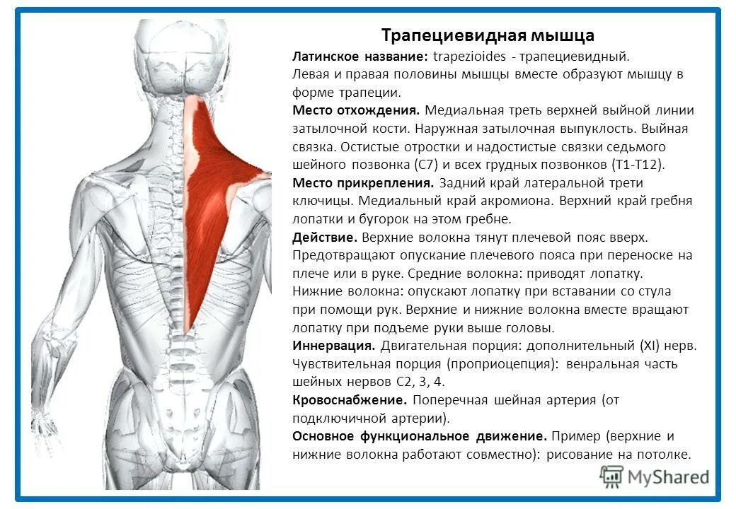 Напряжение латынь. Места прикрепления трапециевидной мышцы. Трапециевидная мышца спины функции. Иннервация трапециевидной мышцы спины. Трапециевидная мышца место прикрепления спереди.