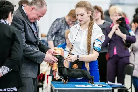 Монопородная выставка такса электросталь