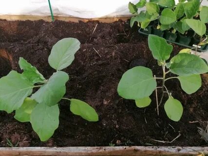 У баклажанов желтеют листья и опадают