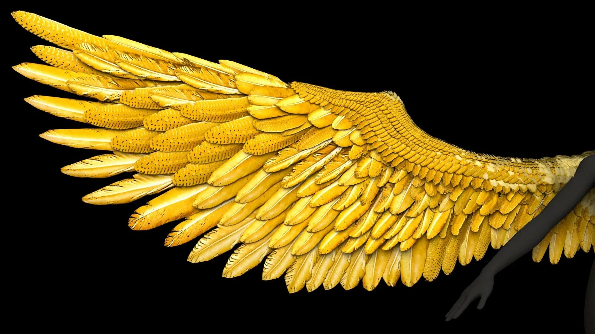 Golden wings