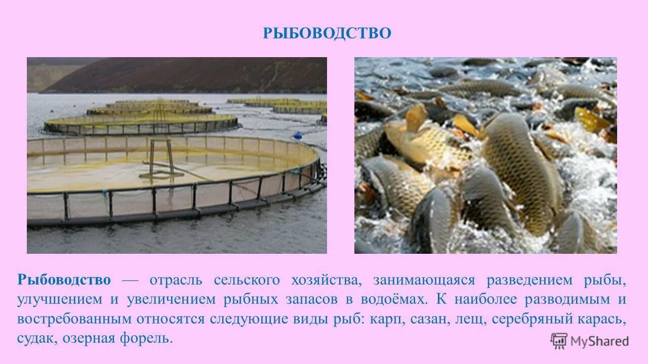 Рыбоводство 3 класс окружающий мир. Рыбоводство доклад. Отрасль животноводства занимающаяся разведение рыб. Презентация на тему рыбоводство. Отрасль животноводства занимающаяся разведение рыб.