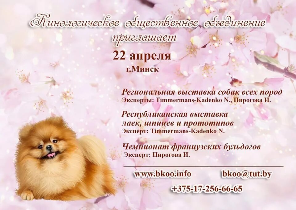 Выставки собак в санкт петербурге 2025 расписание. На выставке собак. презентация выставки собак. выставка собак всех пород. выставка собак афиша.