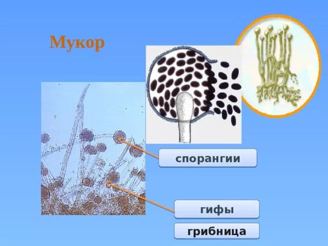 Мукор редуцент. Мукор строение спорангиев. Спарангии спарангии мукор. Спорангии плесени. Строение спорангия гриба.