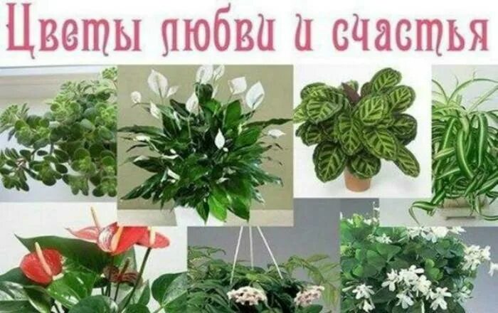 Какое растение можно купить. Комнатные цветы. Домашние цветы комнатные. Комнатные цветы с названиями. Комнатные растения названия.