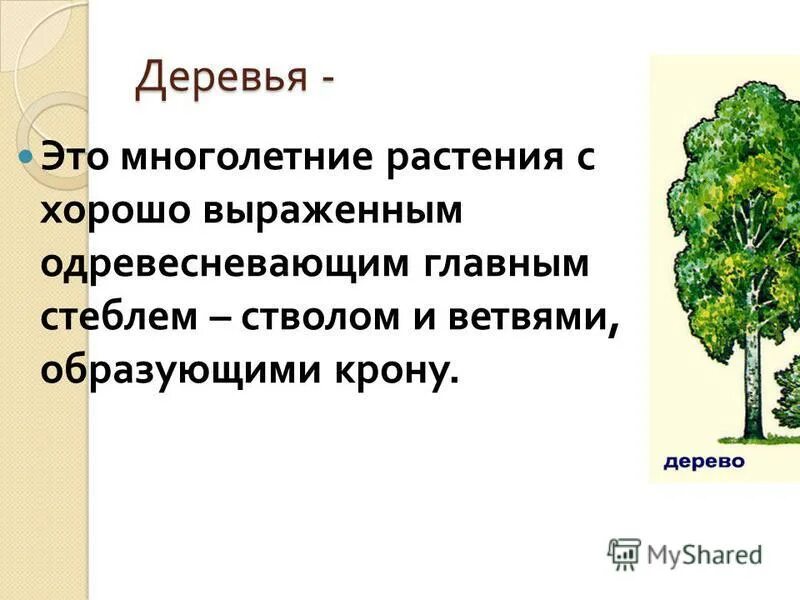 Преобладают жизненные формы деревья и кустарники. Жизненные формы растений деревья. Жизненные формы. Жизненная форма кустарник. Жизненная форма растений это в биологии.