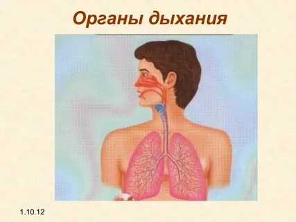 Как работает наш организм 3 класс перспектива