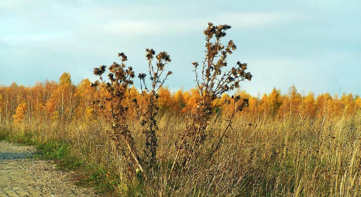 Протоптанная тропа в лесу. Поросло травой место наших встреч. Семена боба прорастание в земле. Мох в природе. Порасти.