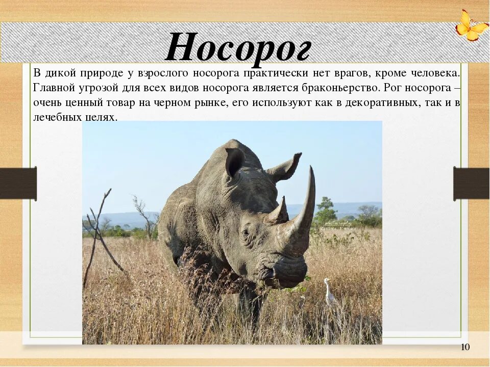 Носорог почему так назвали. Носорог. носорог красная книга. носорог в природе. доклад про носорога.