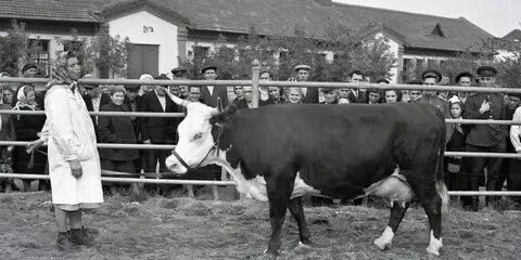 1954 животное