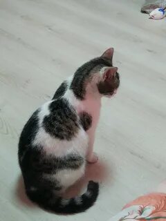 У котенка круглый живот