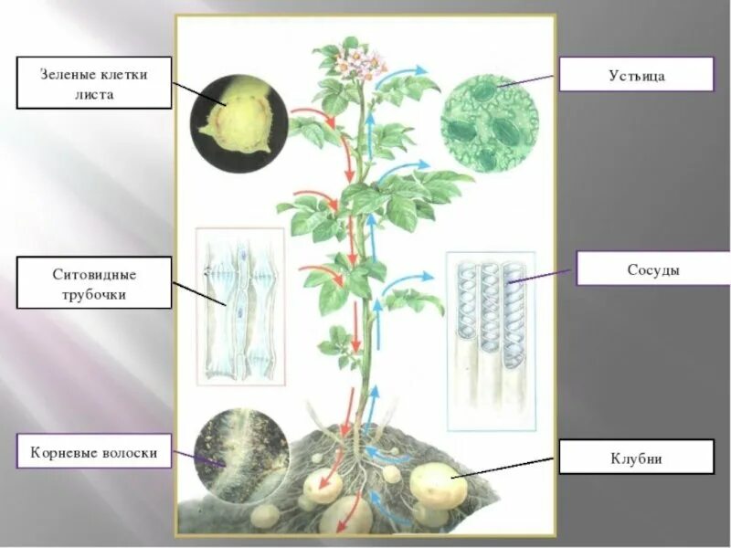Путь органических веществ в растении. Транспорт веществ в организме растений. Транспорт веществ у растений. Транспорт веществ в организме растений 6 класс. Транспорт веществ в организме растений 6 класс биология.